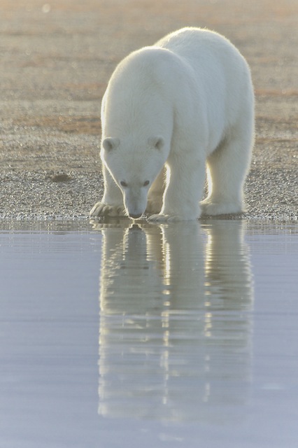 Animals-Alaska-Polar-Bear-Kaktovik13